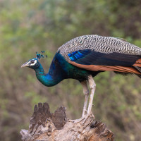 Indian Peafowl